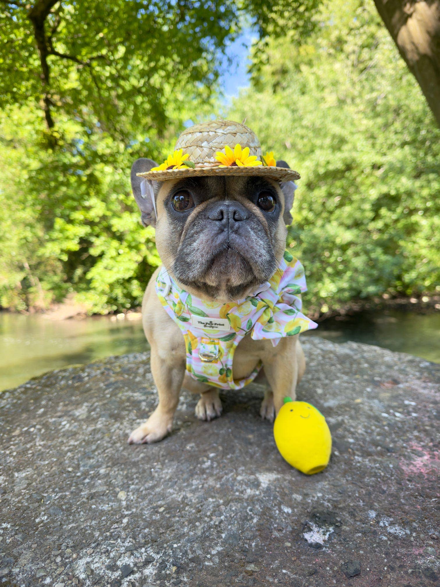 The Paw Print Boutique – wholesale Pet bow tie – Dog – La Dolce Vita Bow Tie5