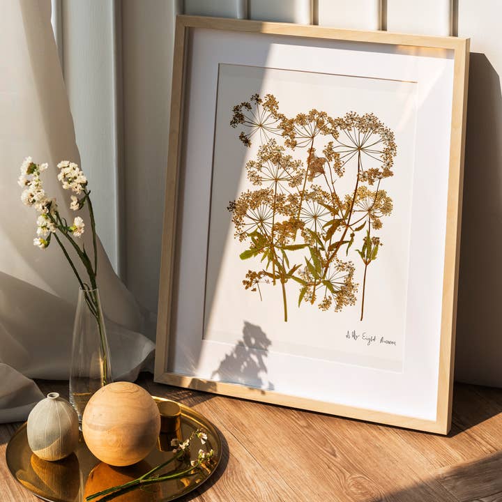 Pressed Flower Botanical PRINT/ Queen Anne's Lace for wholesale by Eight Acorns Floral Preservation