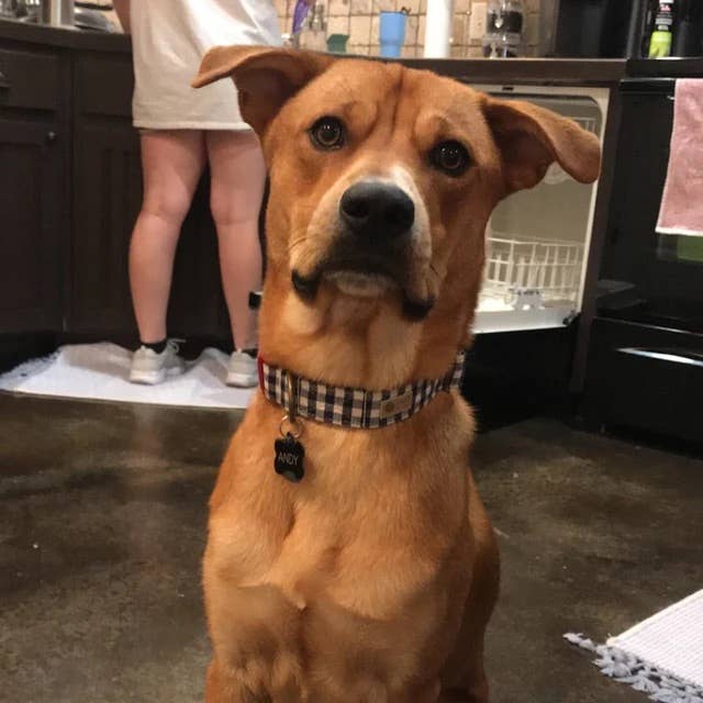 Very Vintage Designs - Vendita all'ingrosso Collare - Cani e gatti - Collare per Cani a Quadri Blu Navy Rosso Estate Gingham Spiaggia Fatto a Mano USA10