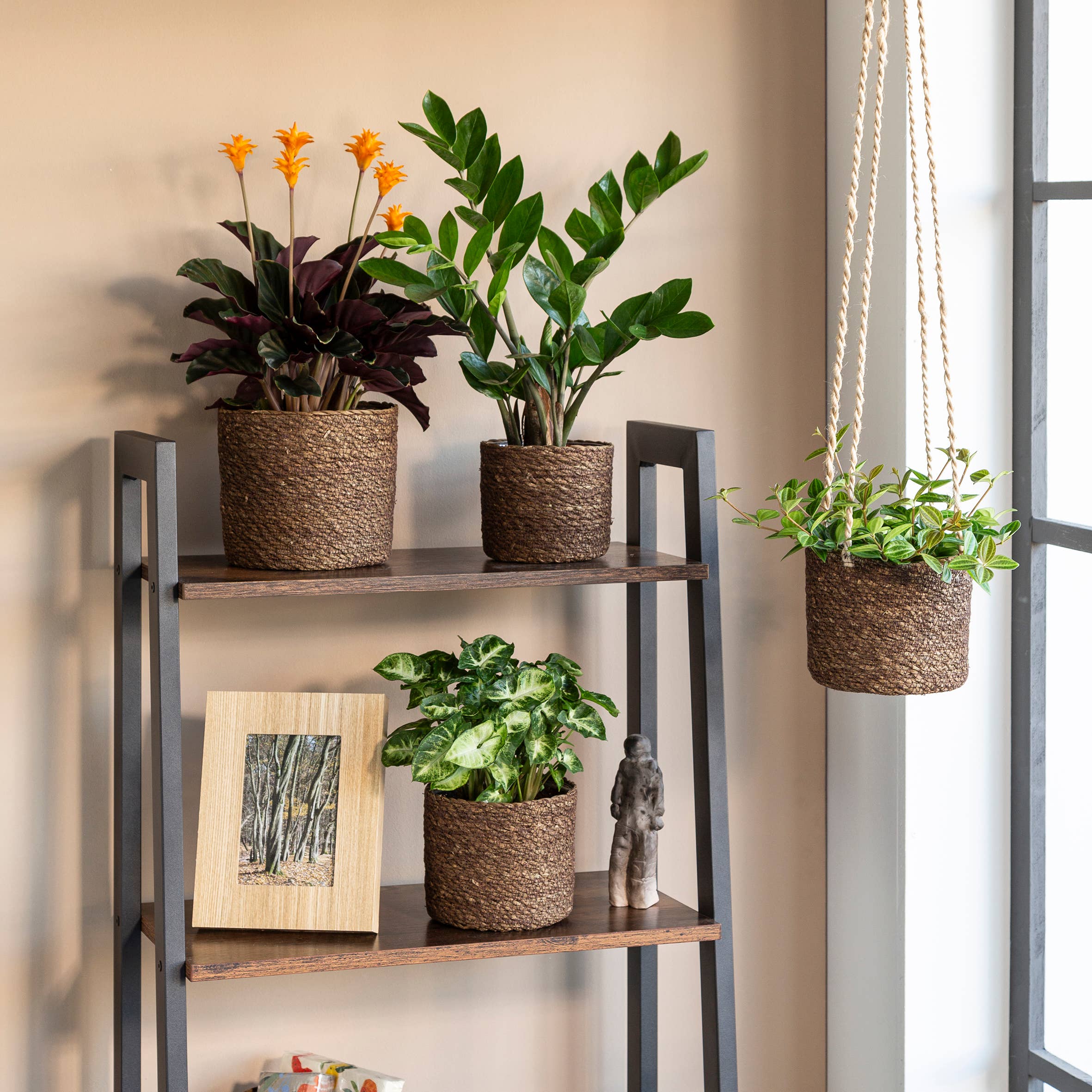 Scheurich - Wholesale Hanging Planter - 509 Seagrass Hanging Basket/Hanging Basket1