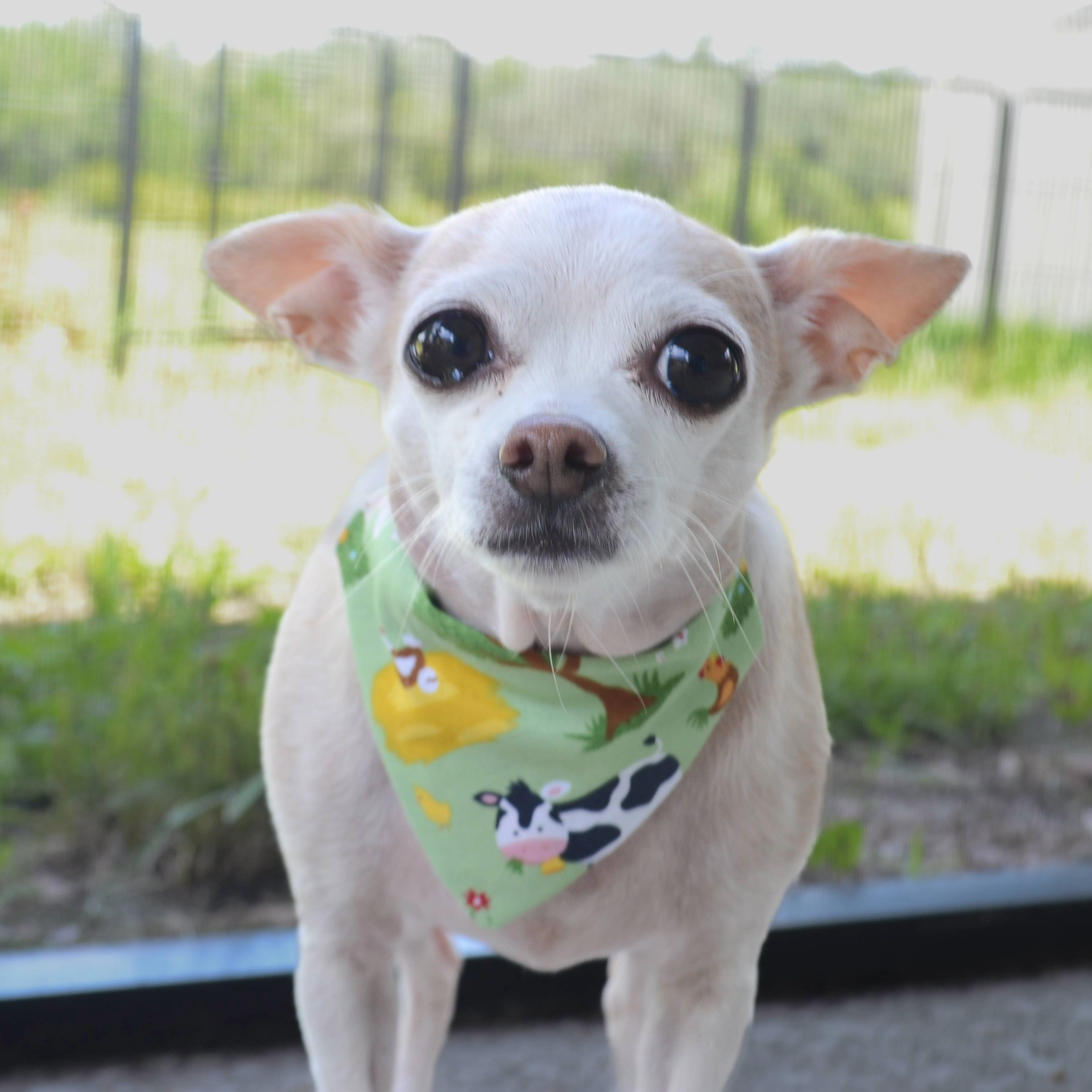 Spoiled Pet Accessories - Wholesale Pet Bandana - Dog - Barnyard Buddies Bandana0