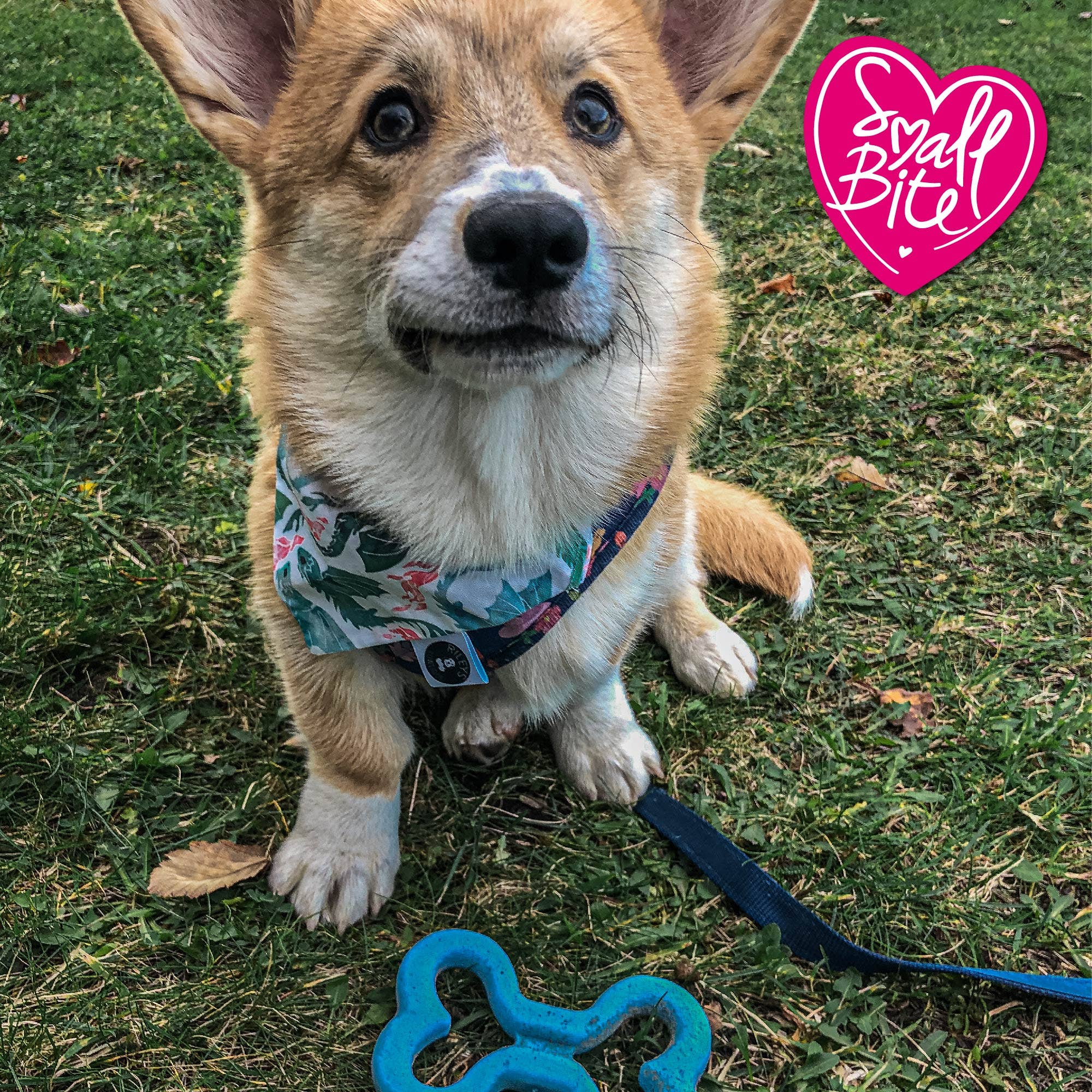 Ancol Pet Products Ltd - Wholesale Pet Chew Toy - Dog - Small Bite Soft Bone1