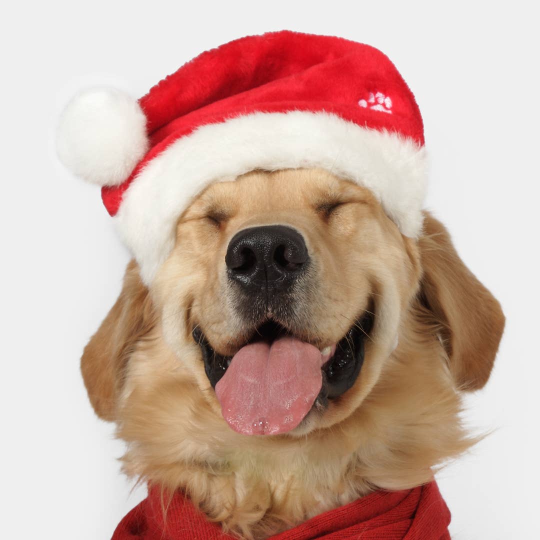 Gizzls - Vente Friandises – chien - Friandises de Noël pour chiens – Beurre de cacahuète & Caroube 🎄3