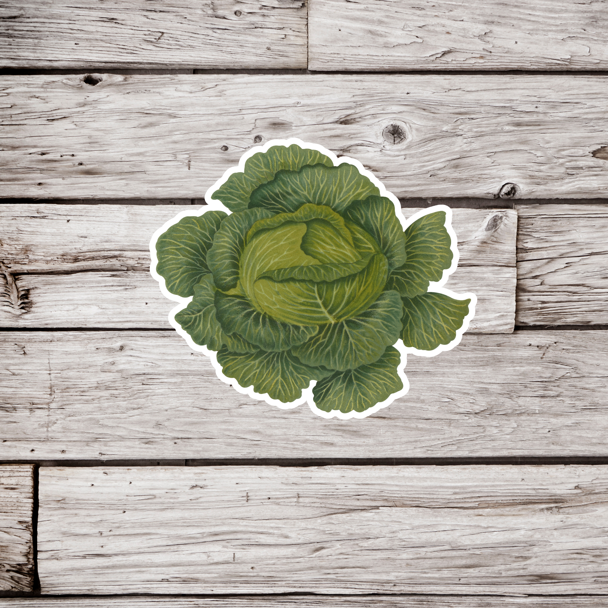 NatureCuts - Wholesale Sticker - Lettuce Sticker, Vegetable Sticker, Garden Sticker0