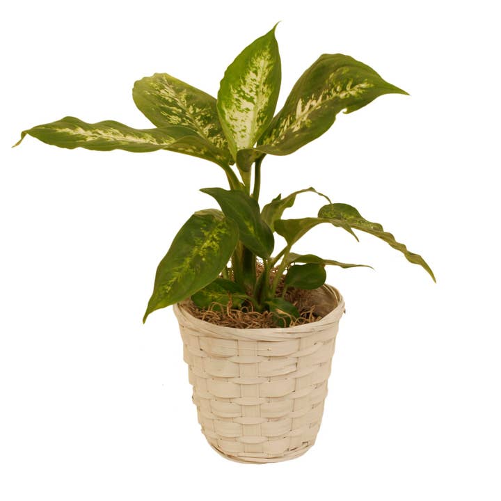 WALD IMPORTS - Wholesale Plant Pot - 5" White Bamboo Planter Basket