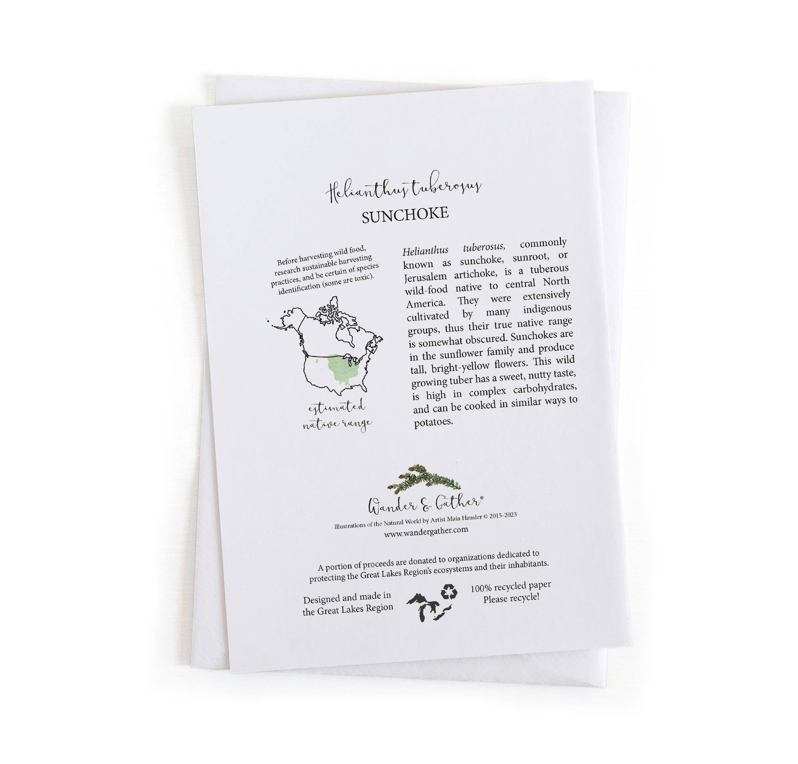 Wander & Gather - Vendita all'ingrosso Biglietti di auguri generici - Illustrazione Botanica di Topinambur 5x71
