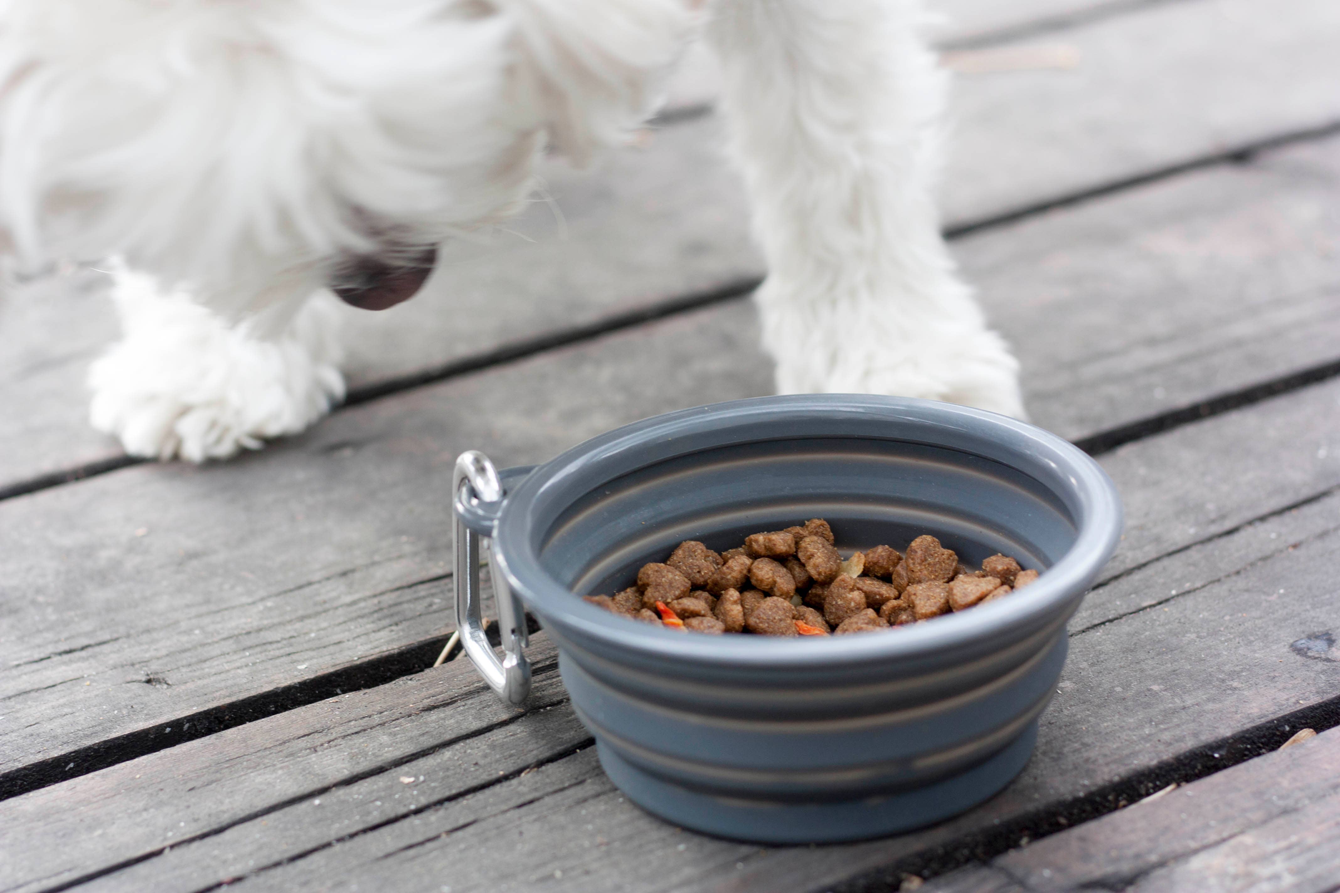 Prima Pets - Vente Gamelle – chat et chien - Petite gamelle pliable pour chien Gris3