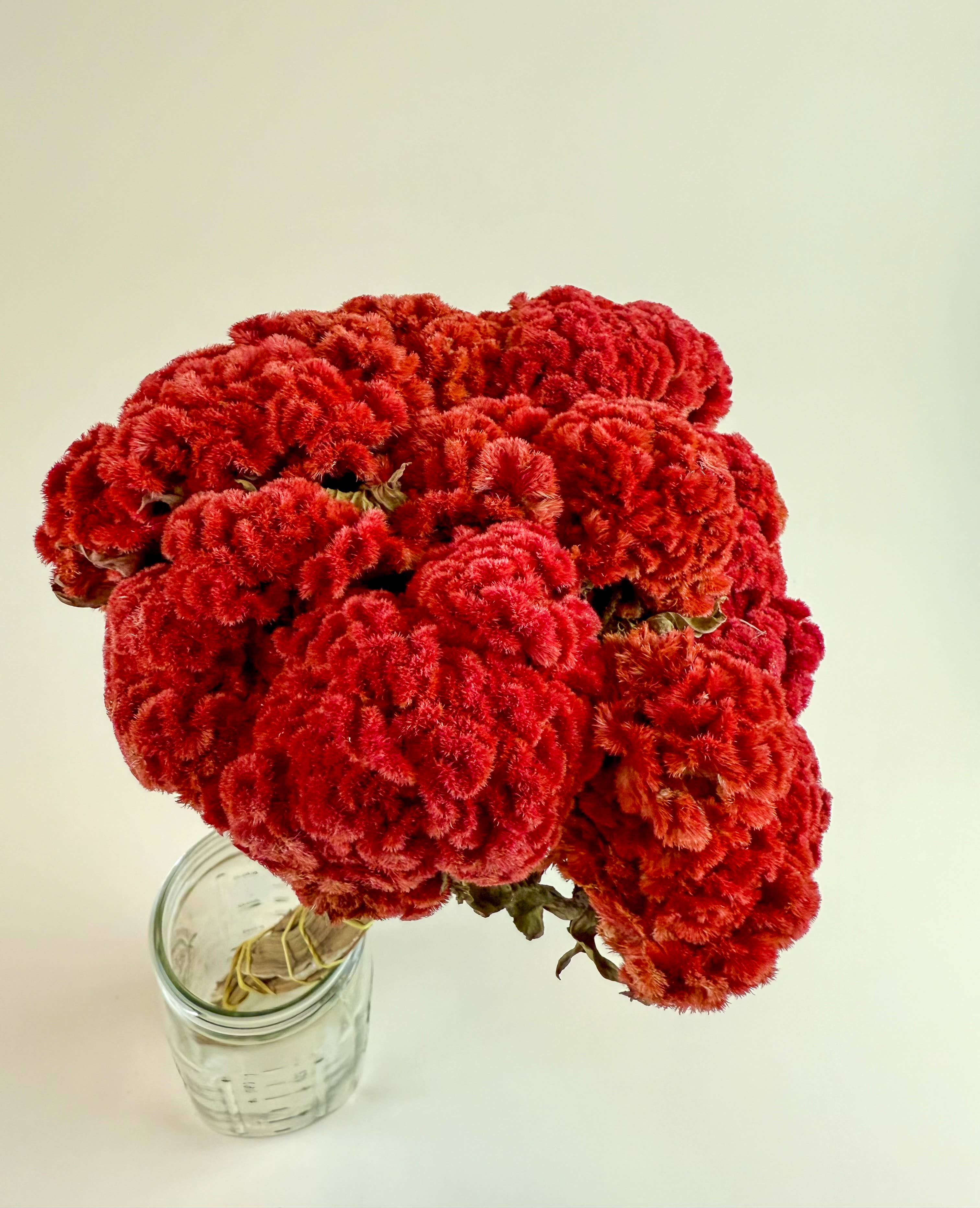 Lovejoy Farms Premium Dried Flowers - Vendita all'ingrosso Fiori secchi/pressati - Celosia Coxcomb Rossa - Collezione Red1