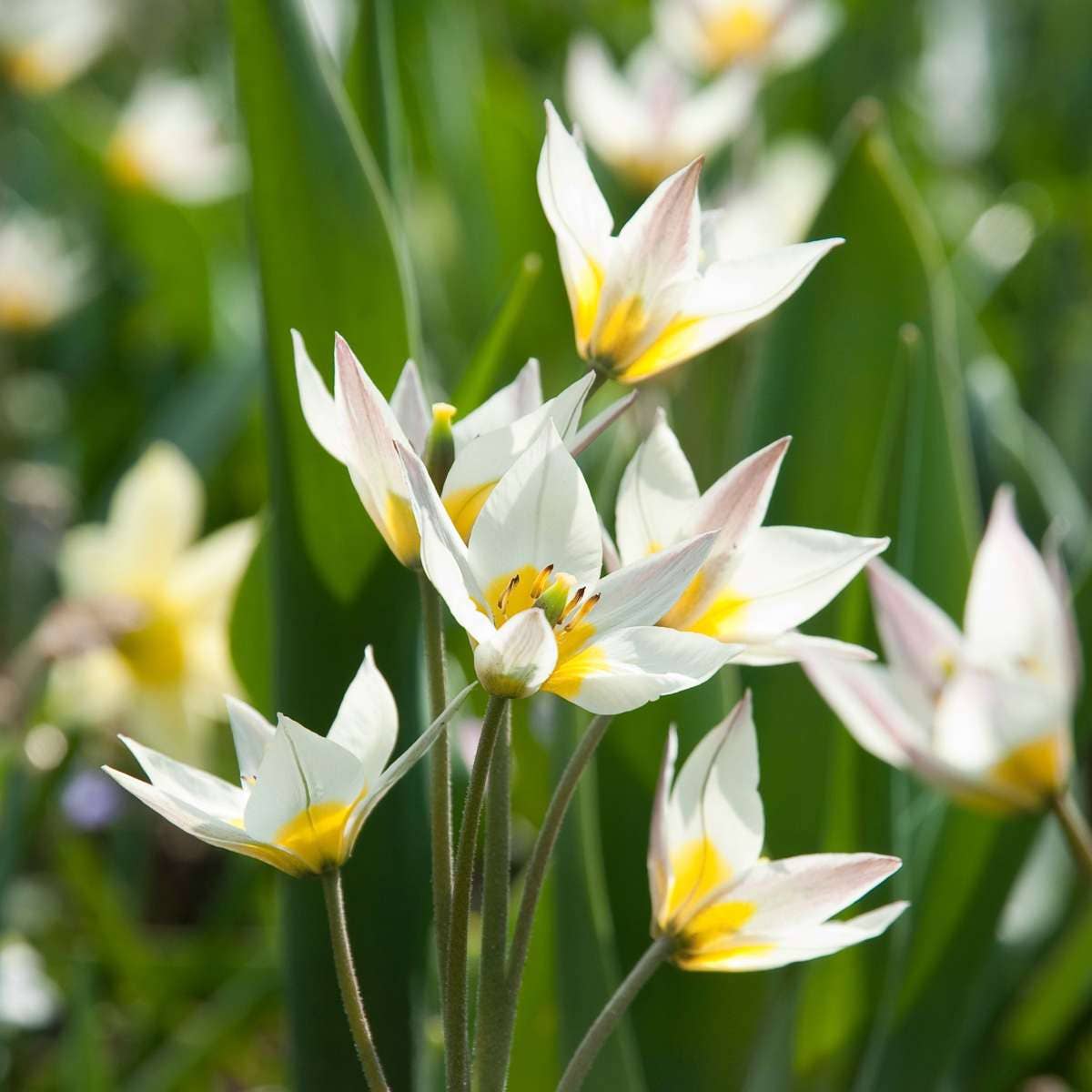 Oasis of Life – Großhandel Pflanzensamen – Blumenzwiebeln Mix  – 35 Blumenzwiebeln für trockene & sonnige Standorte – Mischung aus Tulipa Turkestanica, Allium Atropurpureum & Narcissus Geranium – Pflegeleicht, robust & mehrjährig7