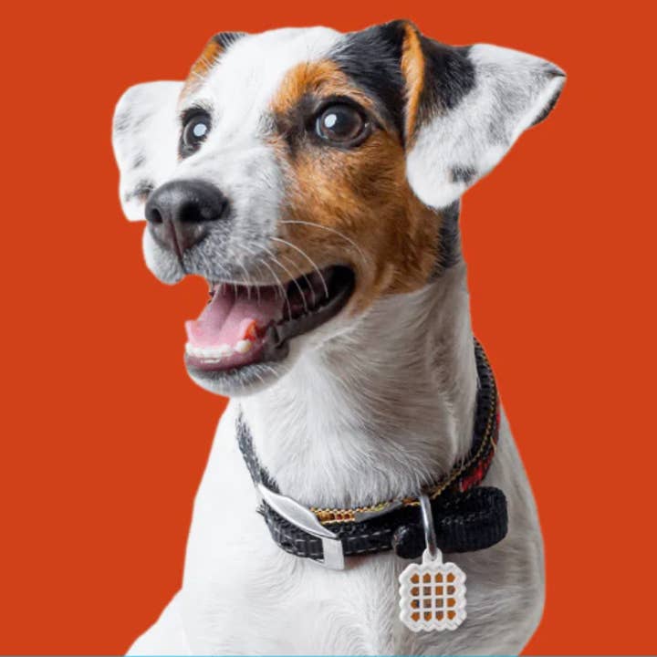 NATPAT - Wholesale Pet supplement – Cat/dog - NATPAT Dog Training Aid Stickers: Natural Pet Care Patches1