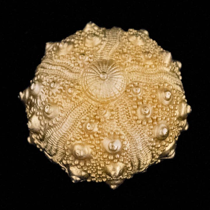 Sea Urchin Nesting Box for wholesale by Michael Michaud Table Art