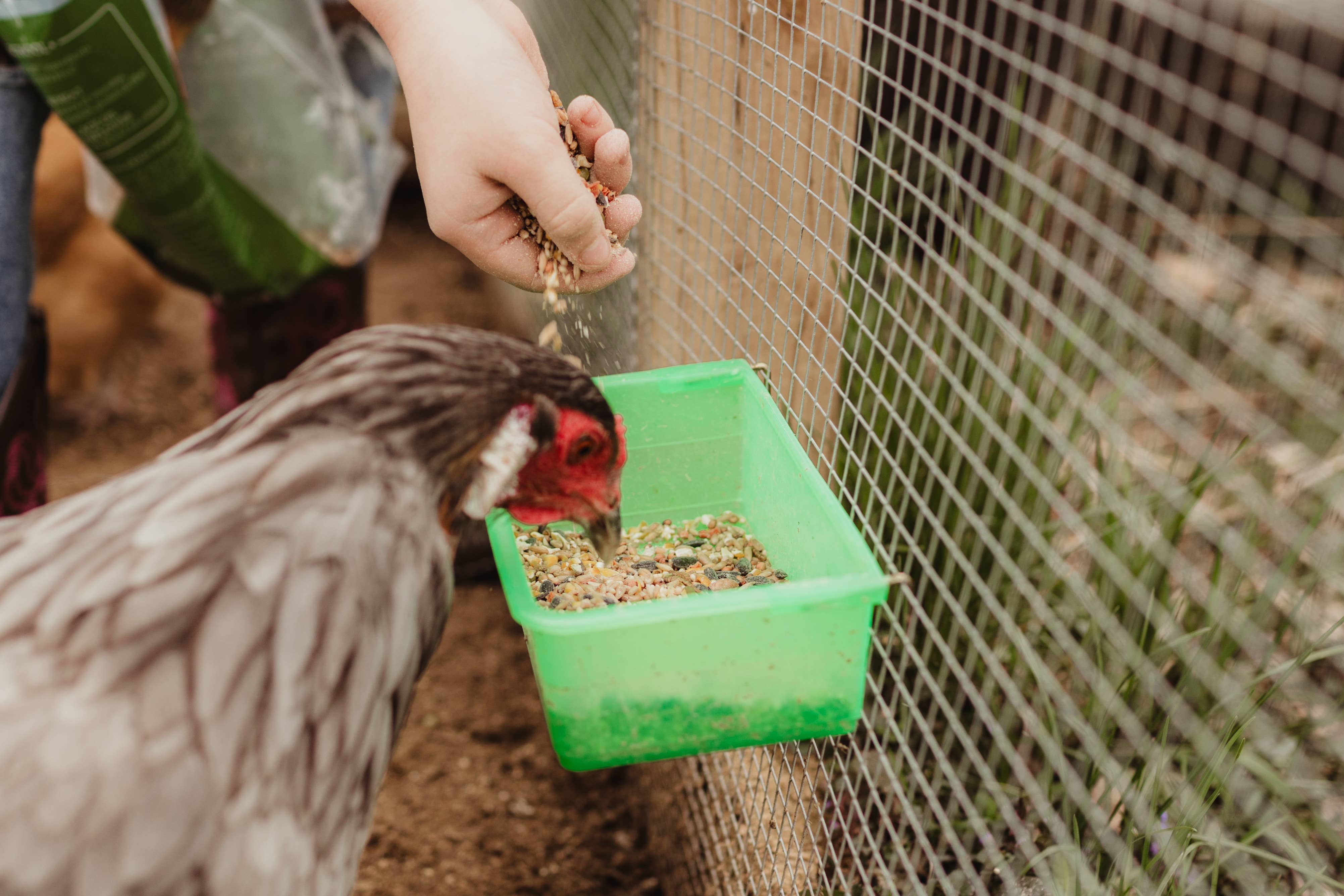 My Favorite Chicken - Venta al por mayor Comedero - Gatos y perros - Vaso para gallinero, 800 ml/27 oz, verde, con alimentador colgante en forma de jaula4