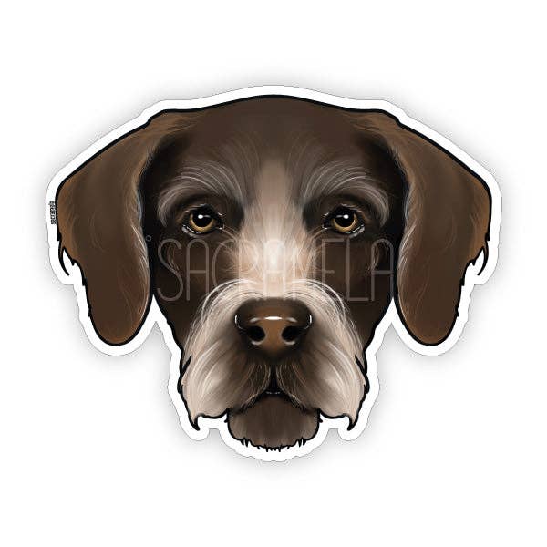 POINTER TEDESCO A PELO CORTO MARRONE BIANCO per la vendita all'ingrosso da parte di SACRAMELA