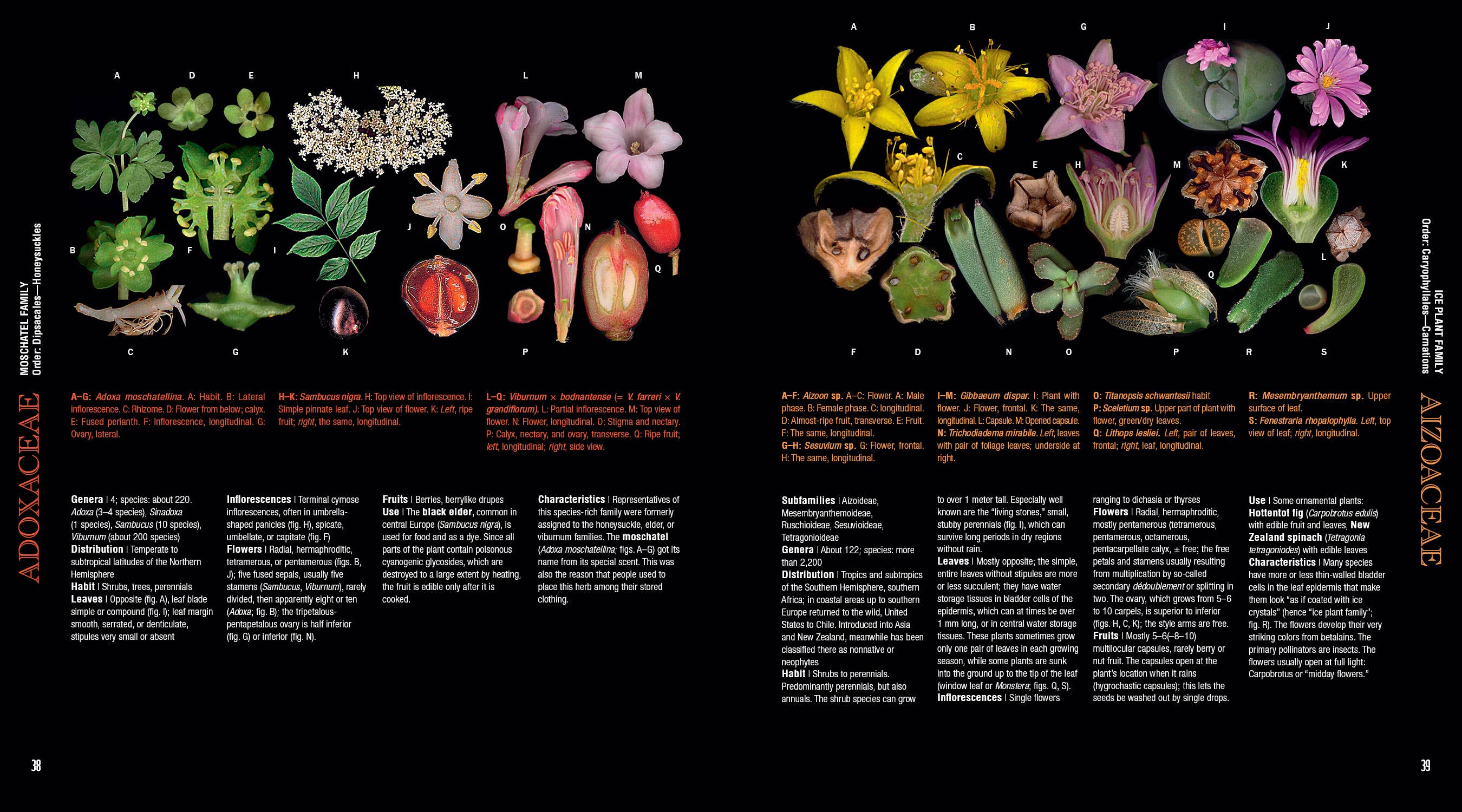 Schiffer Publishing - Vente Nature & Outdoors - Atlas des plantes à fleurs4