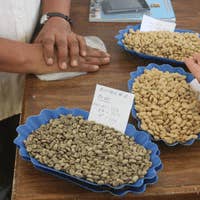 Thread Coffee Roasters - Wholesale Coffee Beans - Honduras | Medium Roast | Organic 5lbs Bag6