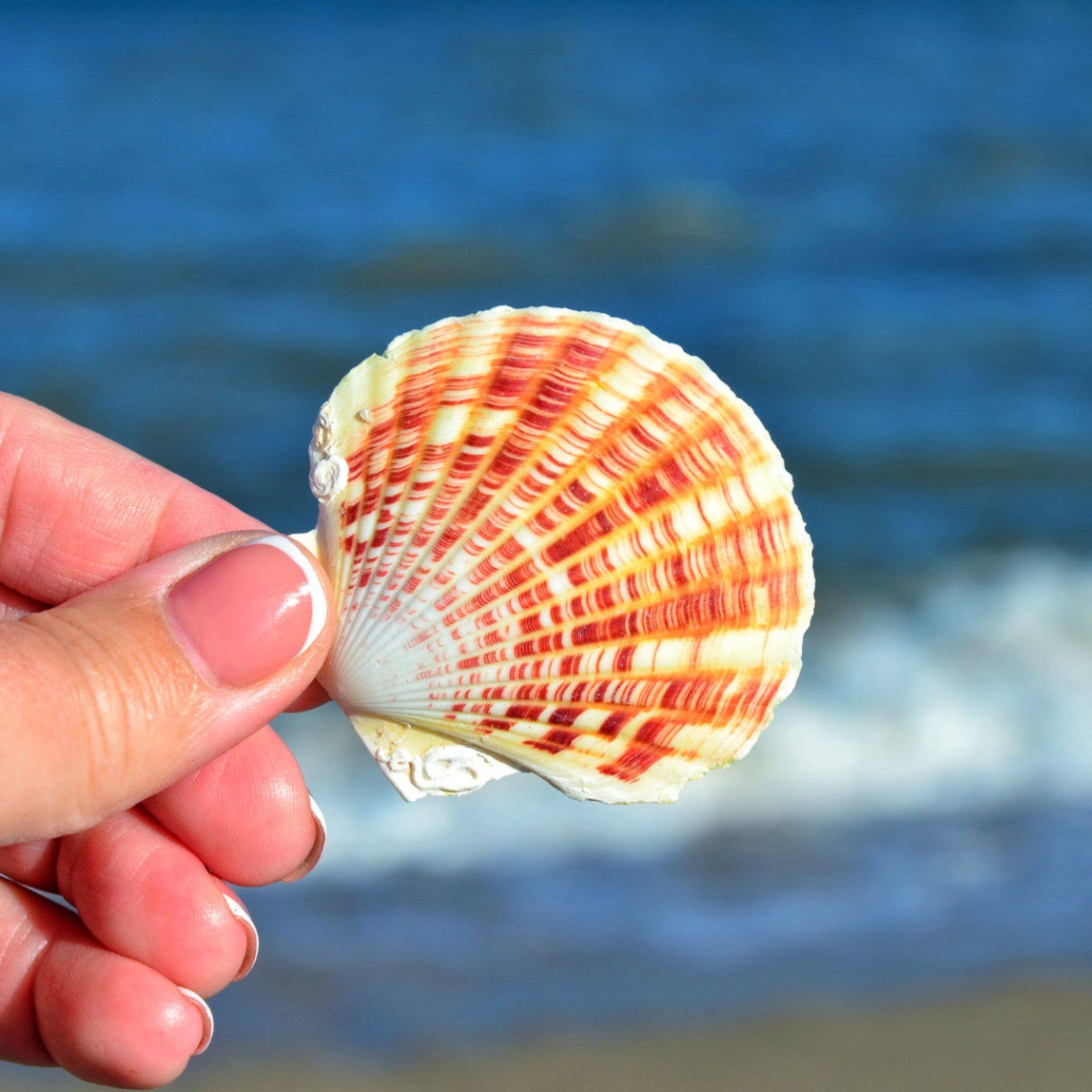 GLifee – Engroshandel Håndværk forsyninger – Kammuslingeskaller til Håndværk, Dekoration, Gave Engros4