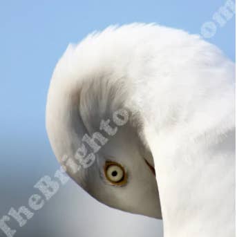 Beady Eye för wholesale av The Brighton Box