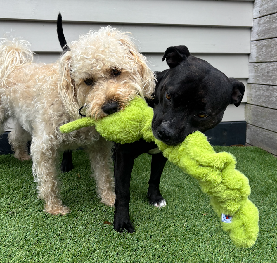 Pals For Paws - Wholesale Pet plush toy – Dog - Connie Caterpillar Plush Tug Toy Dog- 100% Recycled Material1