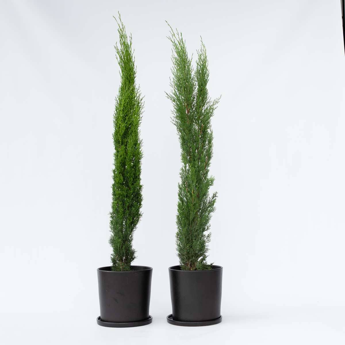 Oasis of Life - Wholesale Live Plant - Mediterranean Cypress – 2 Plants – Cupressus Sempervirens – Height 70–80cm – Ø19cm – Evergreen Columnar Tree for Garden & Terrace – Wintergreen Tuscan Cypress1