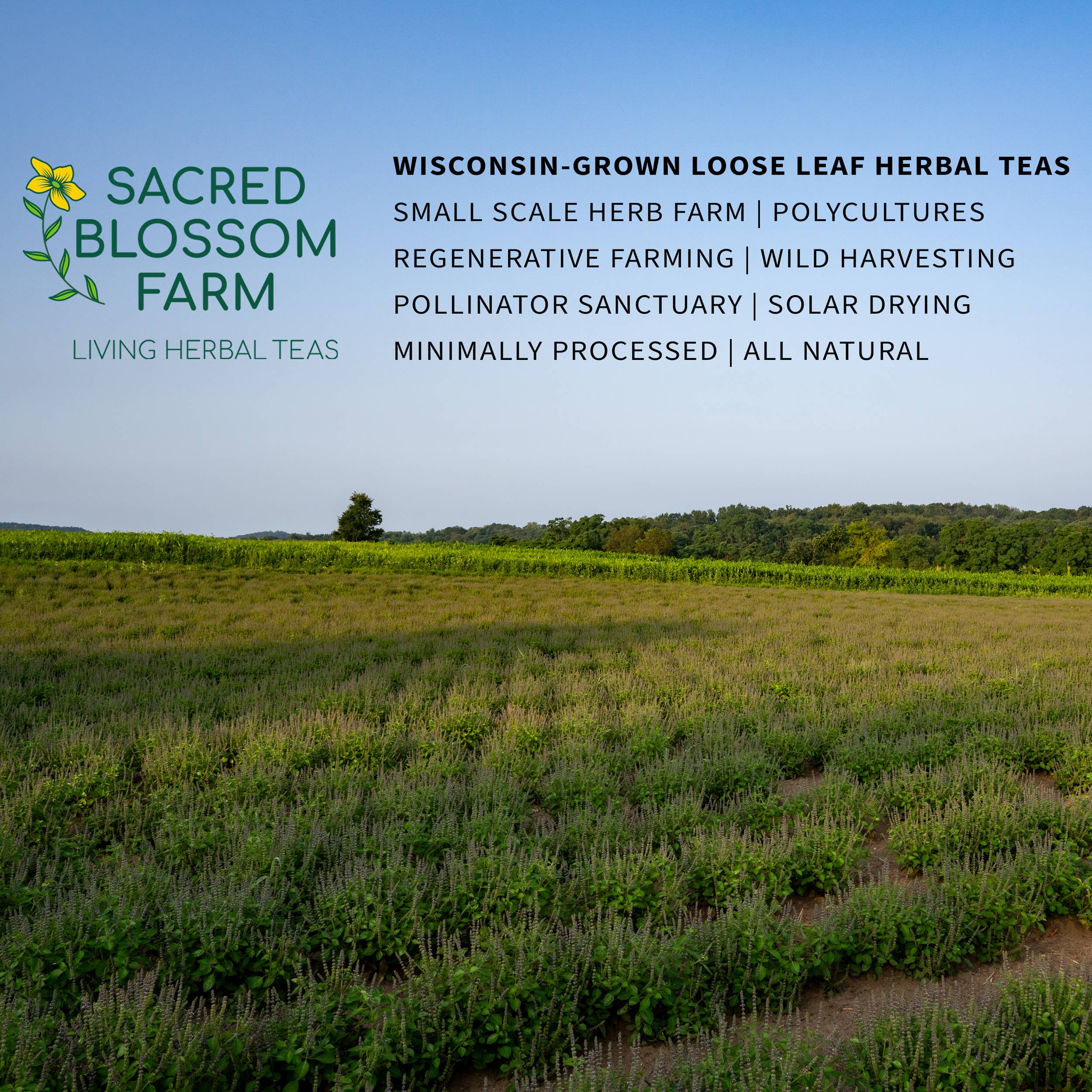 Sacred Blossom Farm - Wholesale Loose Tea - Tulsi Herbal Tea6