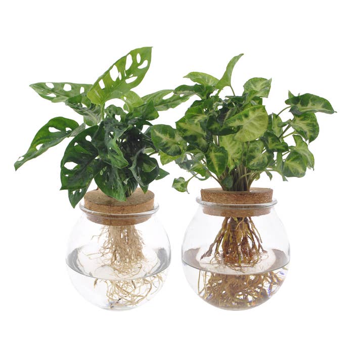 Oasis of Life - Wholesale Live Plant - Hydroponic Plant Set – Bolglas Duo with Monstera Adansonii & Syngonium Green – Ø12cm – ↕12–30cm – 2 Water Plants in Glass – Decorative Green for Home & Office