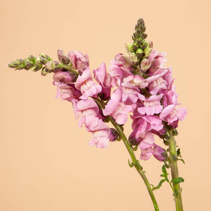 Plantgem - Wholesale Plant Seeds - Potomac Lavender Snapdragon - 50 Seeds1