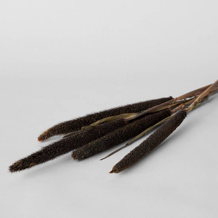 Bloomist - Wholesale Dried/Pressed Flowers - Dried Purple Majesty Millet3