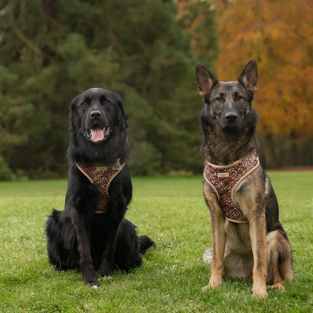 Cocopup London - Wholesale Pet Harness - Dog - Quilted Leopard Pup Adjustable Neck Harness58