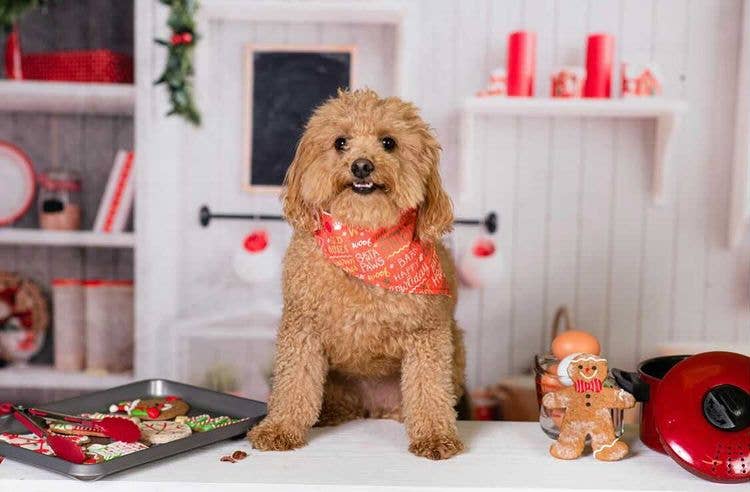 BibbyBubby - Vente Bandana – chien - Bandana pour chien Santa Paws (vacances, Noël, Noël)1