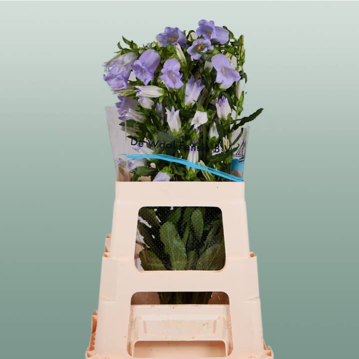 Bellflower Champion Lilac (10 Stems) for wholesale by All Occasions Wholesale