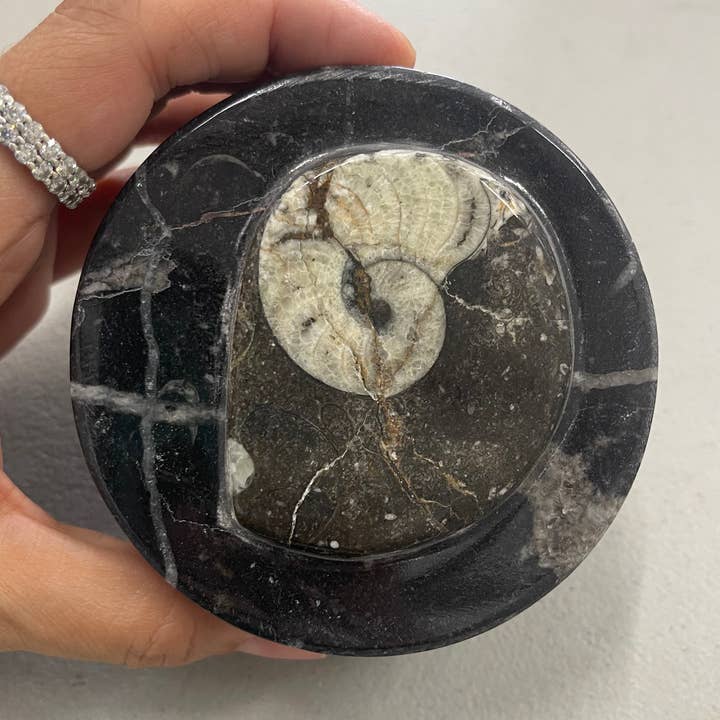 Large Round Fossil Boxes - Black for wholesale by Casablanca Exports