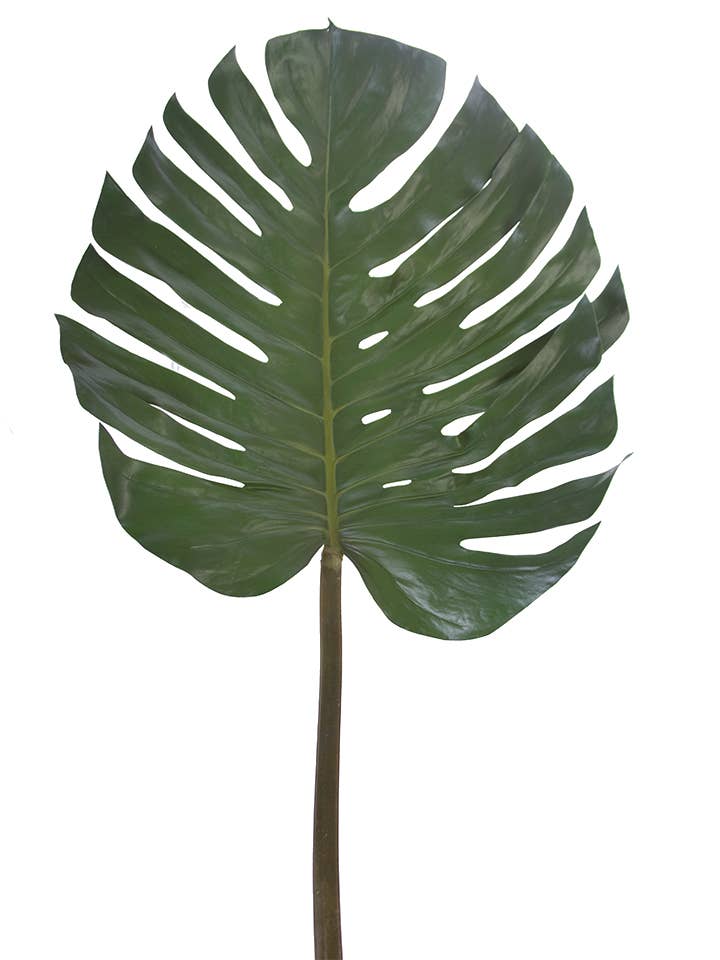 55" MONSTERA LEAF for wholesale by American Best