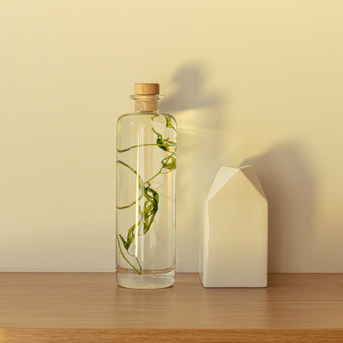 Theophile Berthon - Wholesale Live Plant - The Herbarium Aquatic algae - submerged plant3