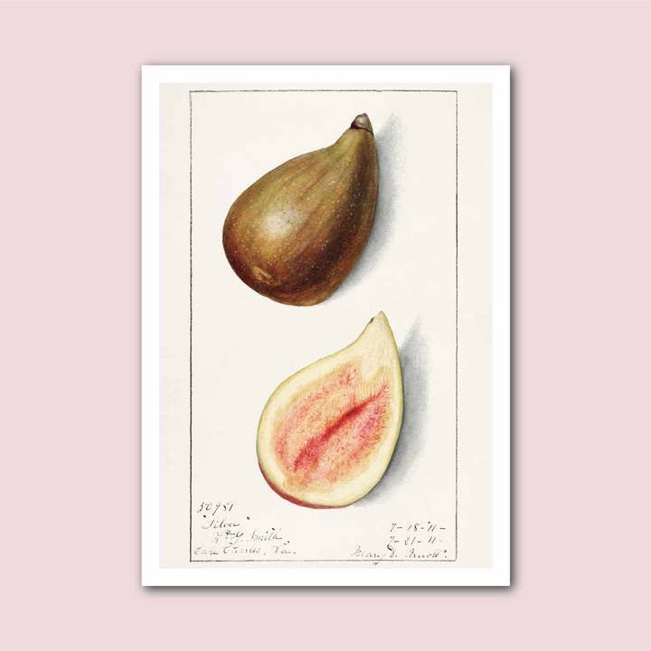 Ilustração de figo Impressão Botânica de Fruta Vintage por atacado de Holland Road Prints