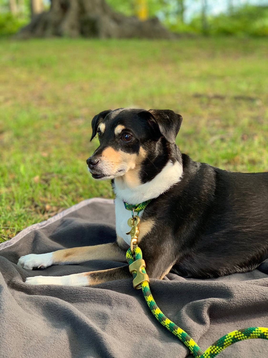 Saimin Flat Rope Collar - Green for wholesale on Faire4