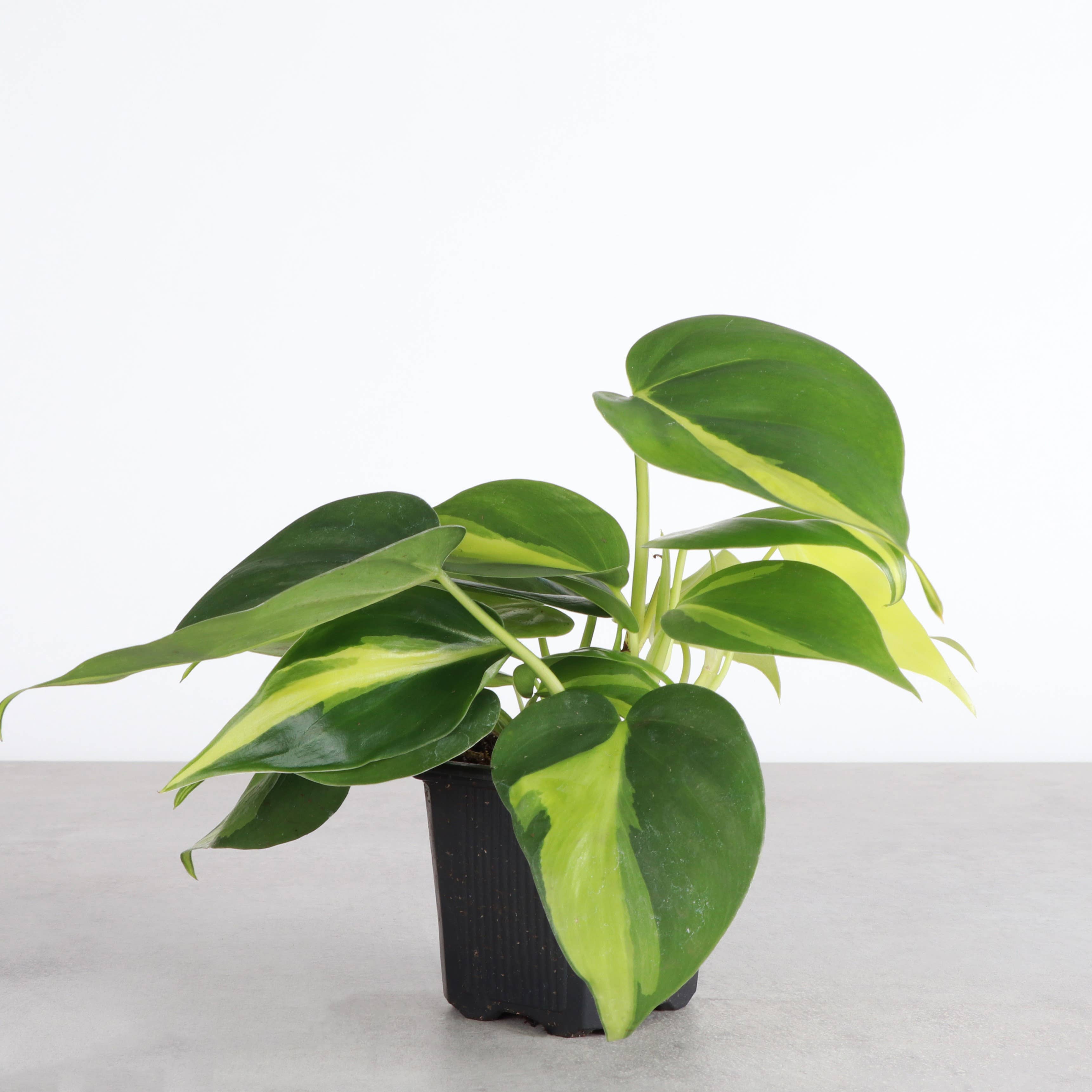Thorsen's Greenhouse - Wholesale Live Plant - Brazil Philodendron - Live Plant4