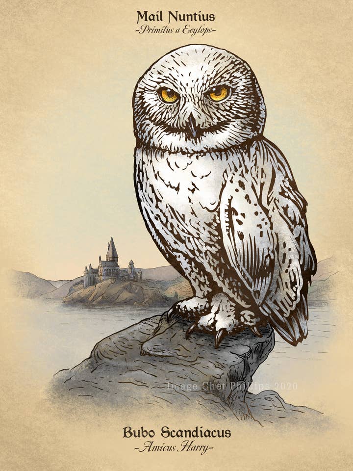 Hedwig Study 8" x 10" print for wholesale by ChetArt