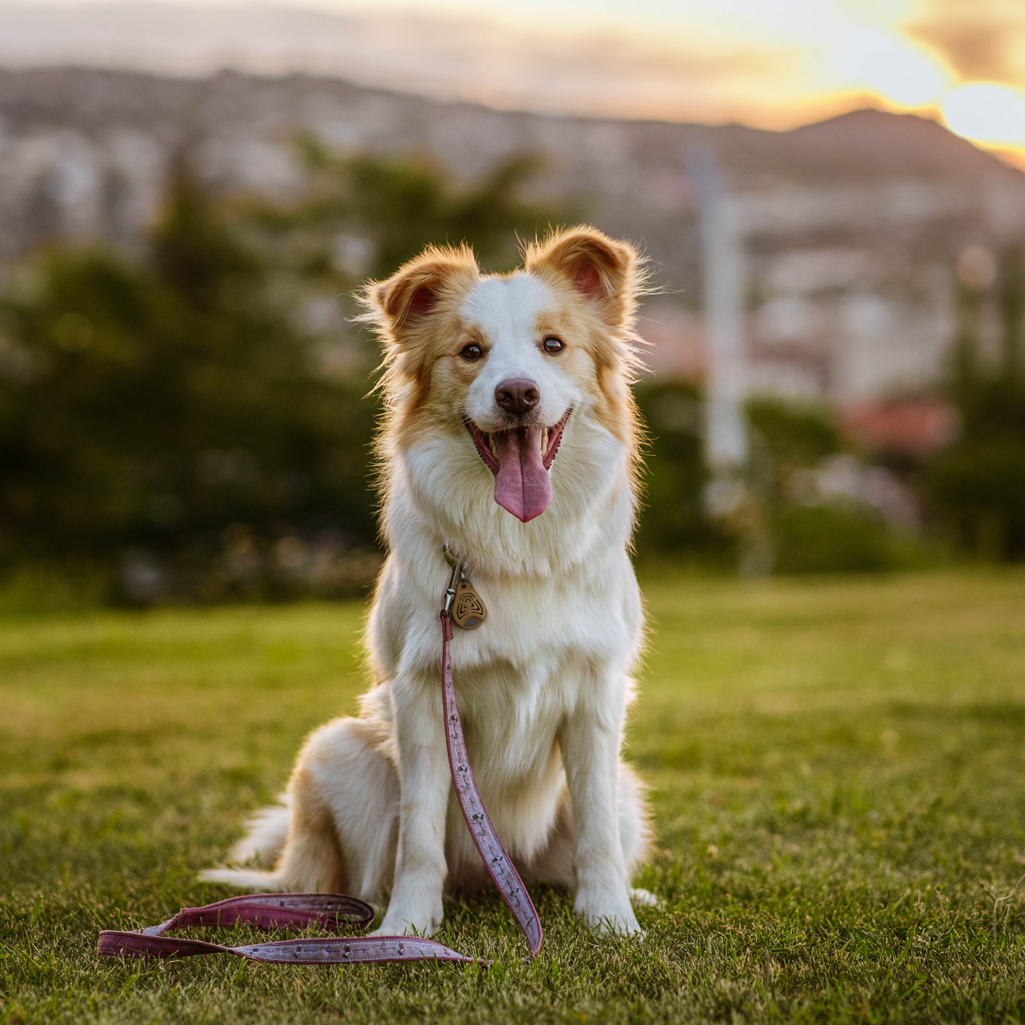 Tickless EcoPet Chemical-Free Tick and Flea Repellent for wholesale on Faire3