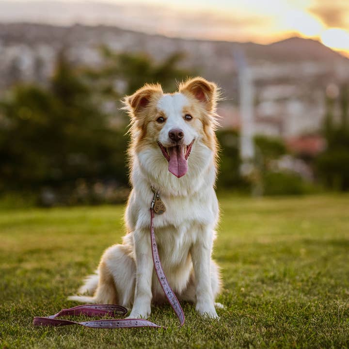 EcoPet marron Répulsif anti-tiques et anti-puces Tickless EcoPet sans produits chimiques en vente sur Faire3