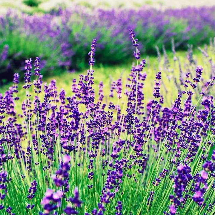 Met lavendel geurende sojamengsel kaars voor wholesale door Eno Akoma Handcrafted