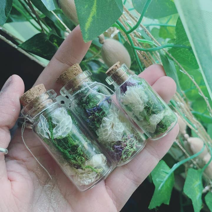 Leafy Ann Art - Wholesale Apothecary Jar - Snake shed Moss Apothecary Jar