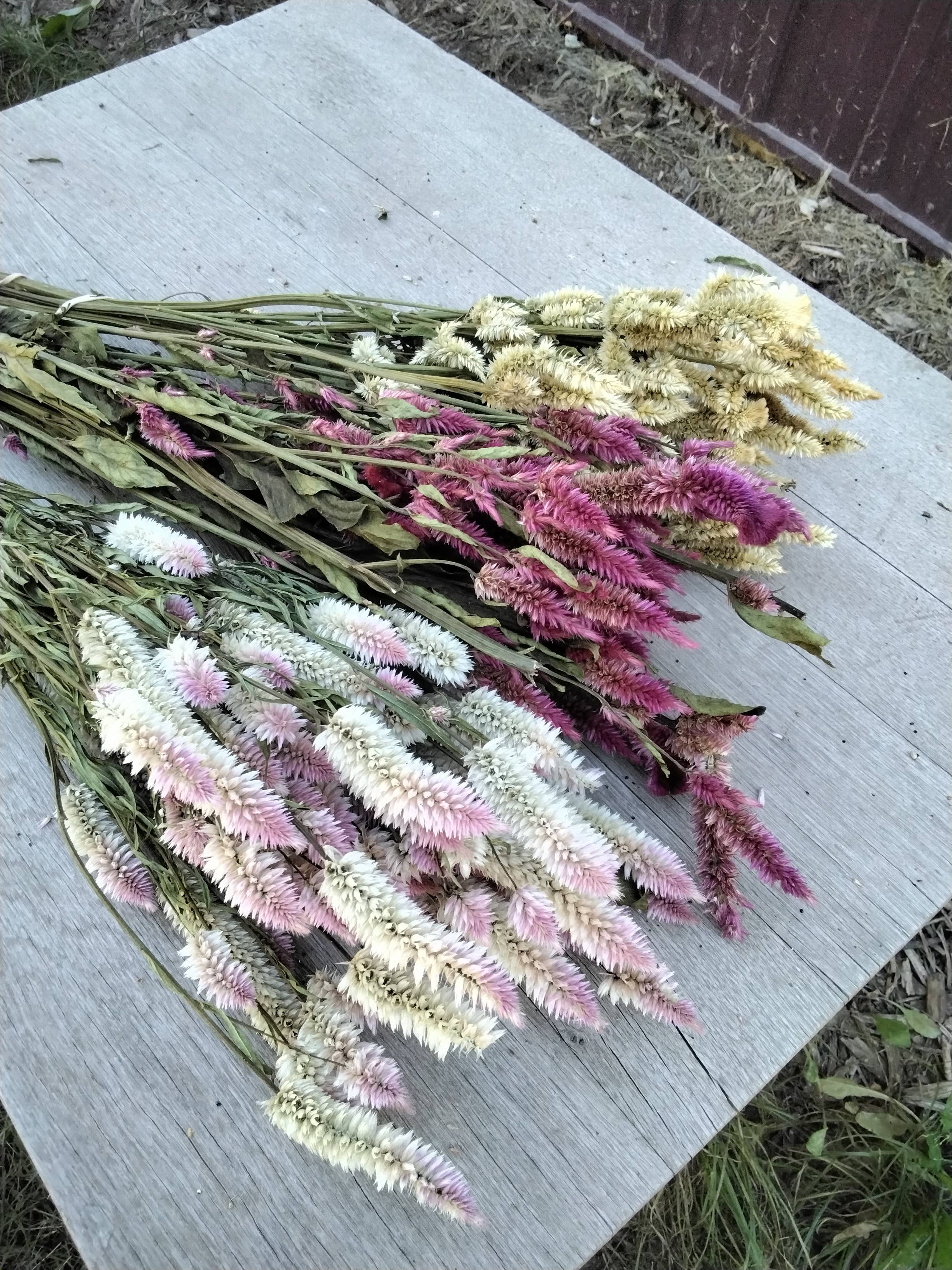 Alissas Flower Farm - Vente Fleur séchée/pressée - Celosia séchée, Spike3