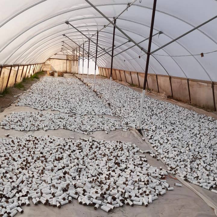 Faiza Naturals - Venta al por mayor Salvia - Paquetes de salvia blanca de 4 pulgadas - California White Sage de Farm