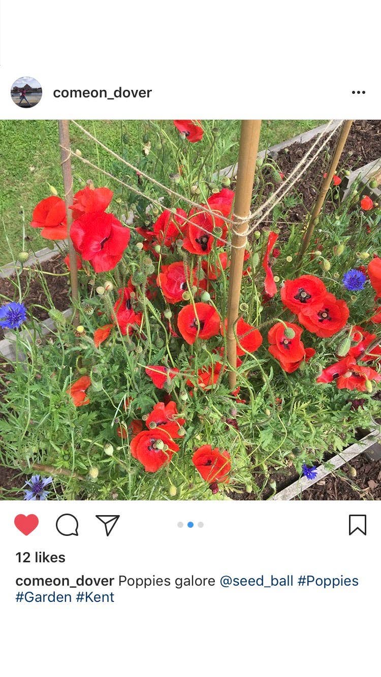 Seedball - Vente Graines de plantes - 50 boîtes à graines avec boîte de présentation17