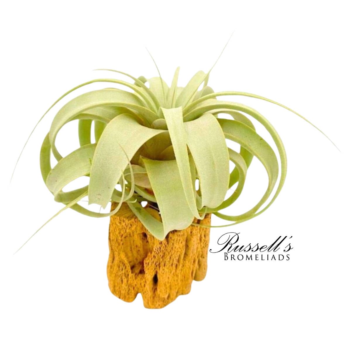 Russell's Bromeliads - Wholesale Live Plant - Xerographica, 5-7"2