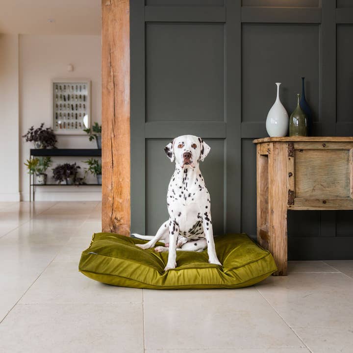Dog Cushion in Olive Velvet for wholesale by Lords and Labradors