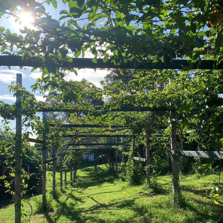 Nakihalani Farm - Wholesale Flavored Syrup - Lilikoi Syrup 12oz - Made in Hawaii3