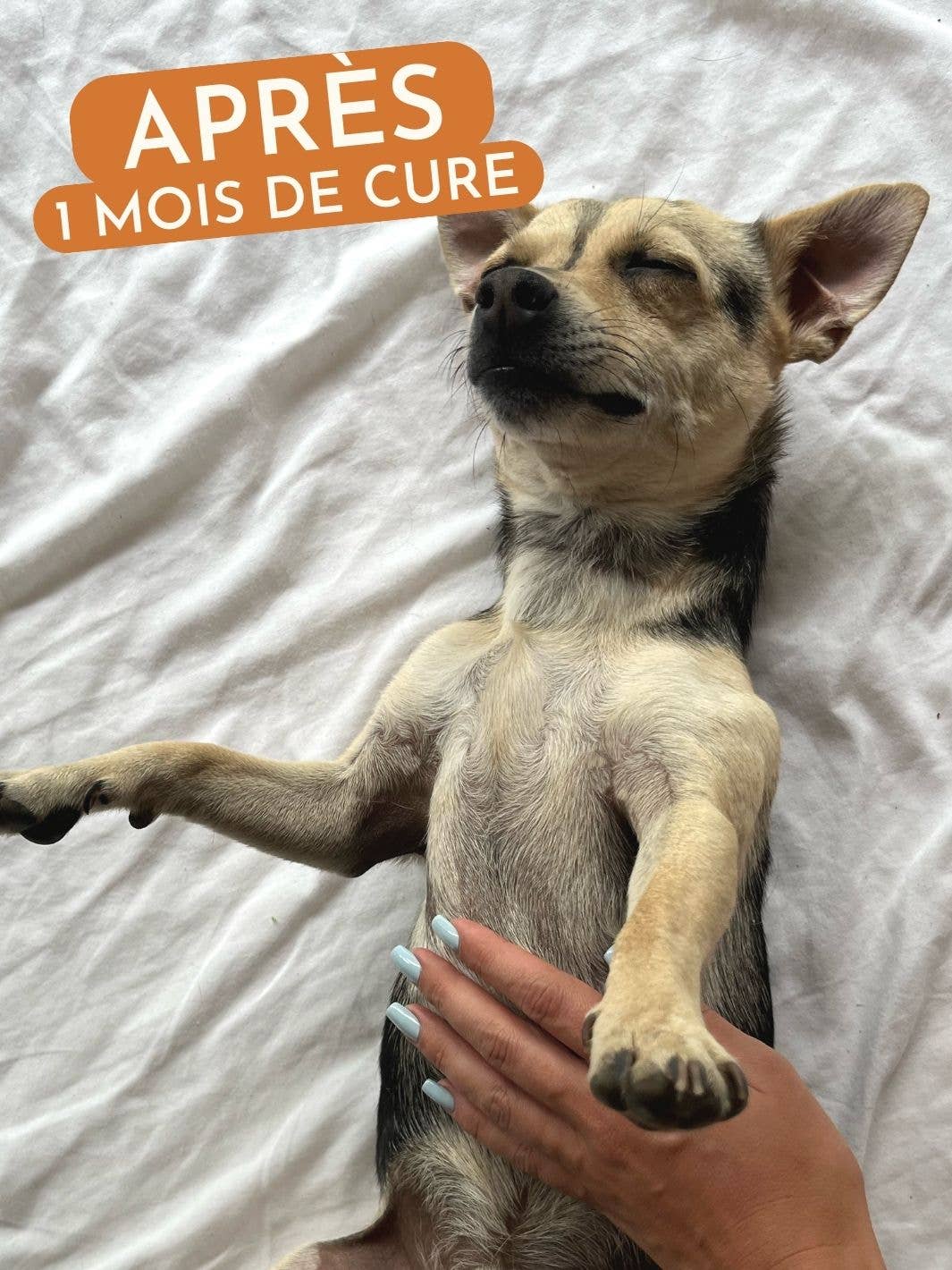 Truffe Délice - Wholesale Pet Supplement - Dog - Dog fur supplement3