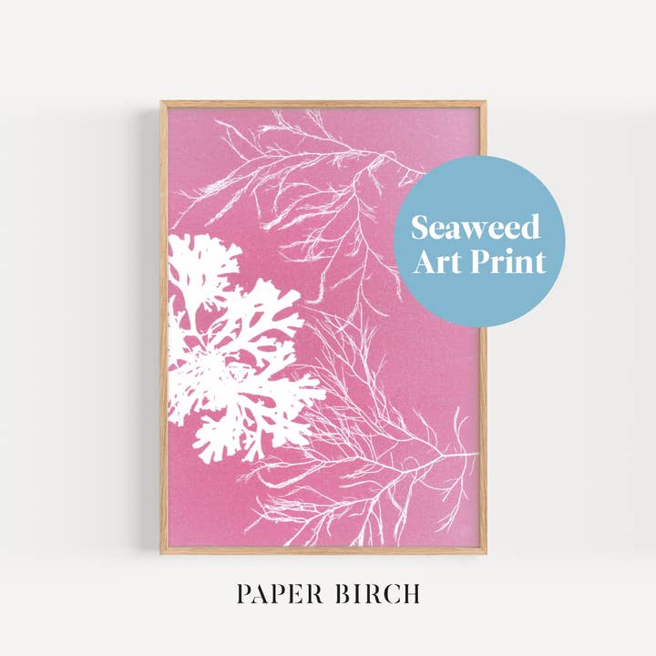 Paper Birch - Vente Affiche d'art - Impression artistique sur des algues roses | Décoration côtière | Ventilateur et siphon4