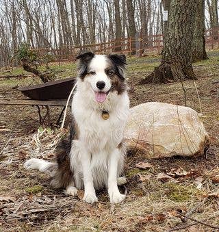 New England Bells - Wholesale Pet Collar - Dog - Dog Collar Bell Set, 30 #2 sized Bells with a Display Box7